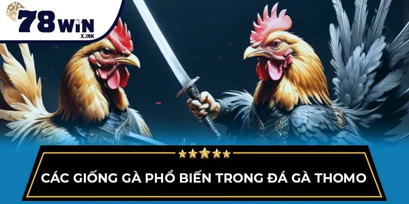 Các giống gà phổ biến trong đá gà Thomo
