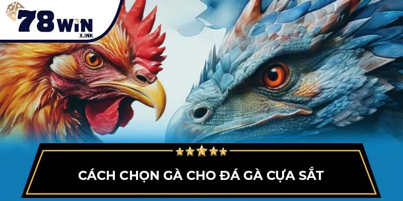 Cách chọn gà cho đá gà cựa sắt