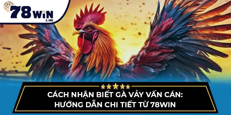 vảy gà vấn cán