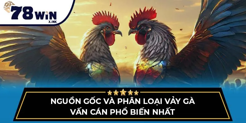 Nguồn gốc và phân loại vảy gà vấn cán phổ biến nhất