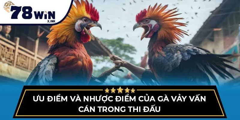 Ưu điểm và nhược điểm của gà vảy vấn cán trong thi đấu
